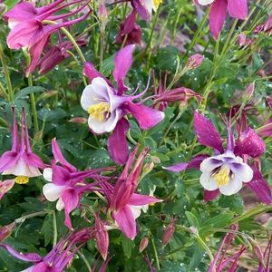 Meet your Posher, Posh